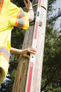 Silver Fig2 092017 199x300 Silver Fig2 092017 199x300