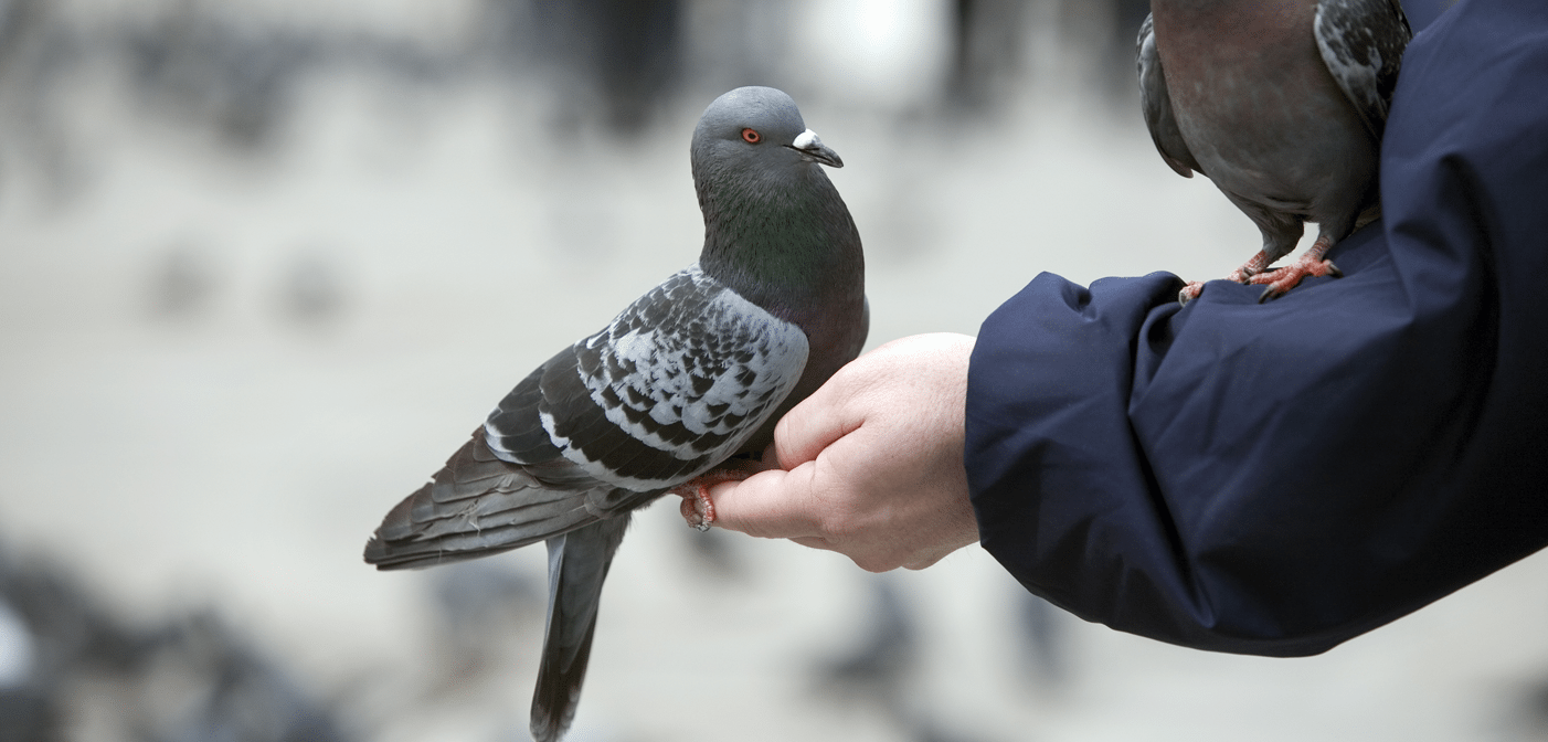 pigeons flying rats