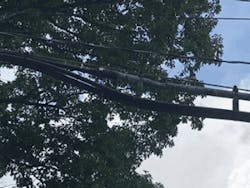 Squirreling Fig1 122019 300x225 Squirreling Fig1 122019 300x225