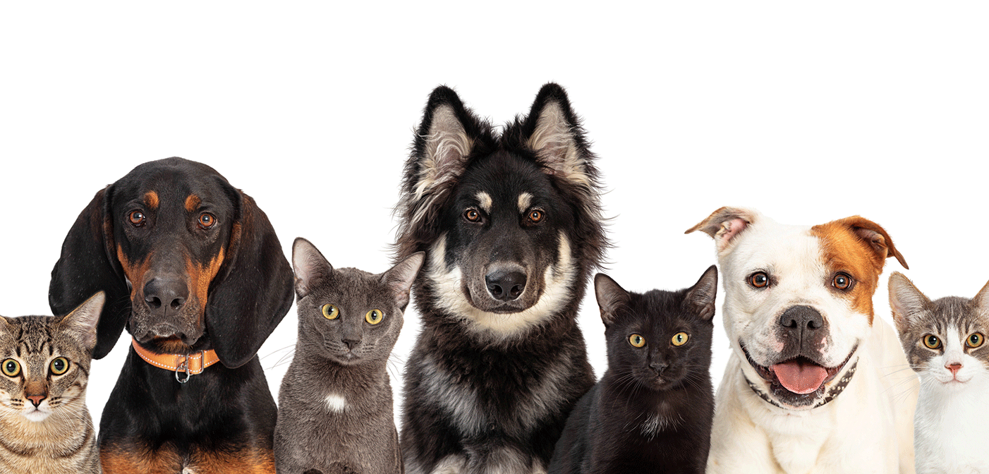 Narcissists 0421 1402x672