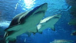 6583376a414a6f001e10550b Dreamstime M 11747586 6583376a414a6f001e10550b Dreamstime M 11747586