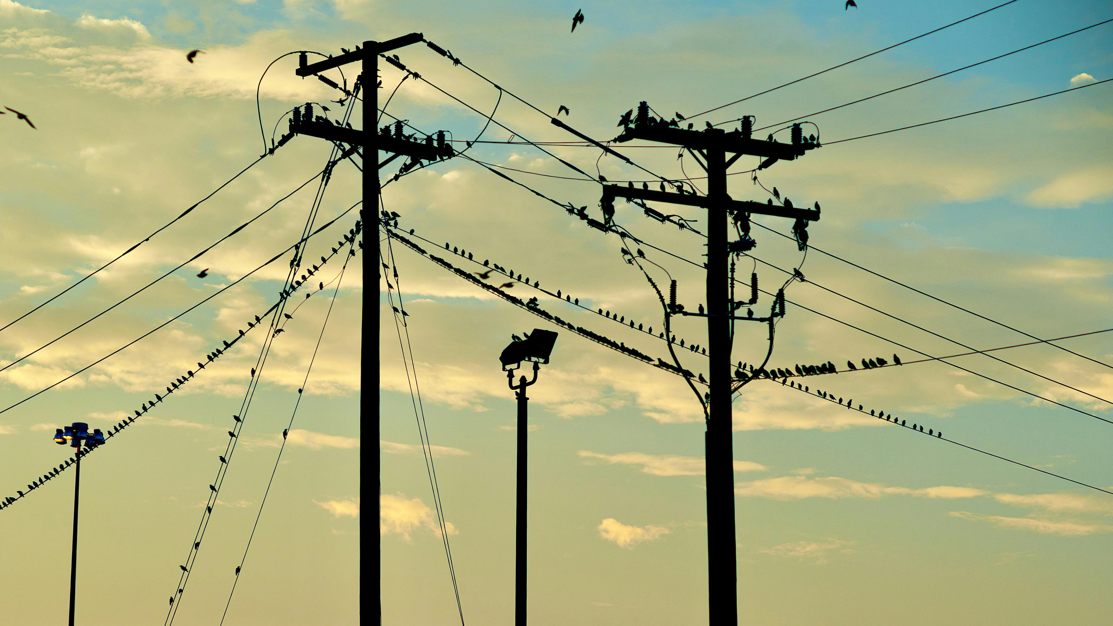 Birds Sit on Wires from Utility Poles