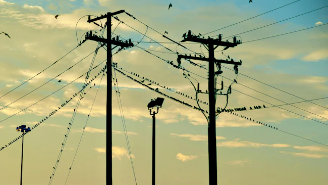 Birds Sit on Wires from Utility Poles
