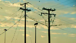 Birds Sit on Wires from Utility Poles